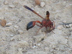 Delta dimidiatipenne
