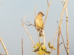 Bombycilla cedrorum