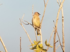Bombycilla cedrorum