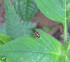 Neolema fasciata