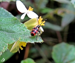Neolema fasciata
