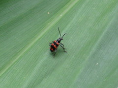 Neolema fasciata
