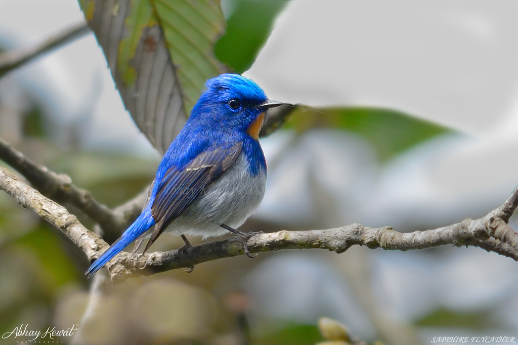 Sapphire Flycatcher (Ficedula sapphira) · iNaturalist United Kingdom