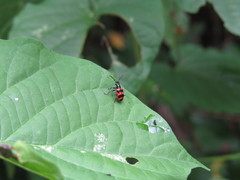 Neolema fasciata