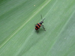 Neolema fasciata