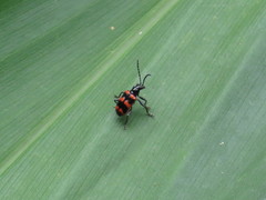 Neolema fasciata