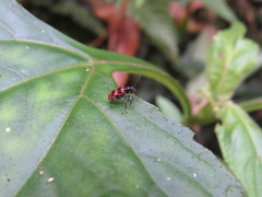 Neolema fasciata