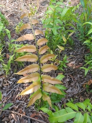 Stenochlaena palustris