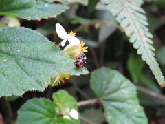 Neolema fasciata