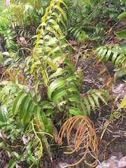 Stenochlaena palustris