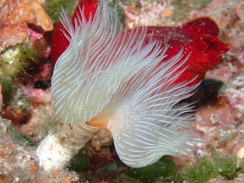 Red-spotted Horseshoe