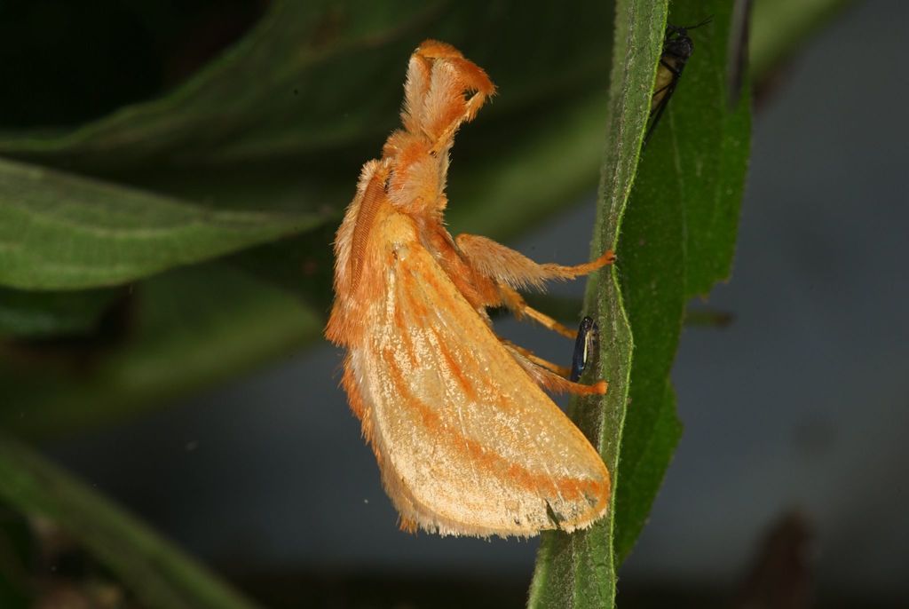 Perola