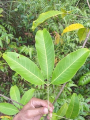 Melicope lunu-ankenda