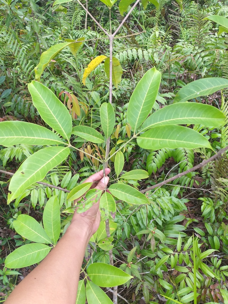 Melicope lunu-ankenda (Melicope lunu-ankenda)