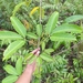 Melicope lunu-ankenda - Photo (c) Muhammad Rizki, algunos derechos reservados (CC BY-NC), subido por Muhammad Rizki