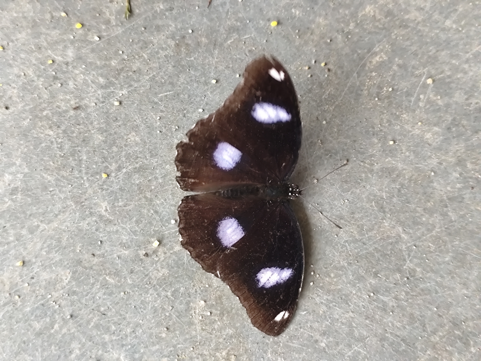 Great Eggfly