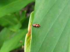 Omophoita sexnotata