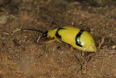 Diabrotica arcuata