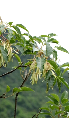 Chinese flowering ash (Fraxinus insularis)