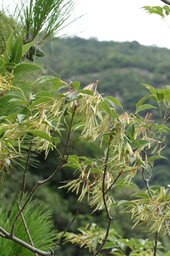 Fraxinus insularis, photograph 5