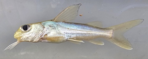Bagrid catfish (Chrysichthys nigrodigitatus) — Claroteidae