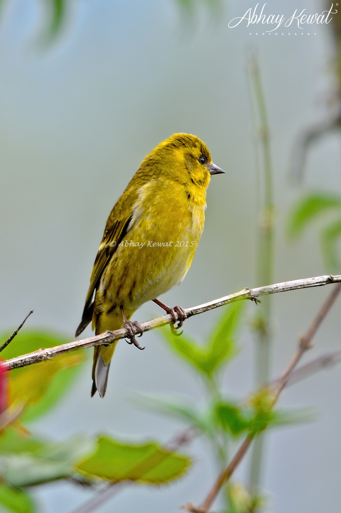 Tibetan Serin photo