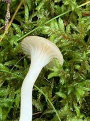 Cuphophyllus borealis
