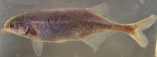 Trunkfish (Marcusenius senegalensis) — Mormyridae — 4