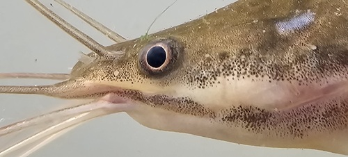 Mudfish (Clarias anguillaris) — Clariidae — 5
