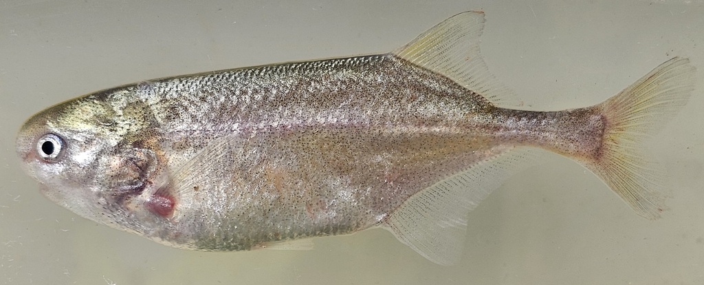 Mormyrids (Petrocephalus bovei) — Mormyridae