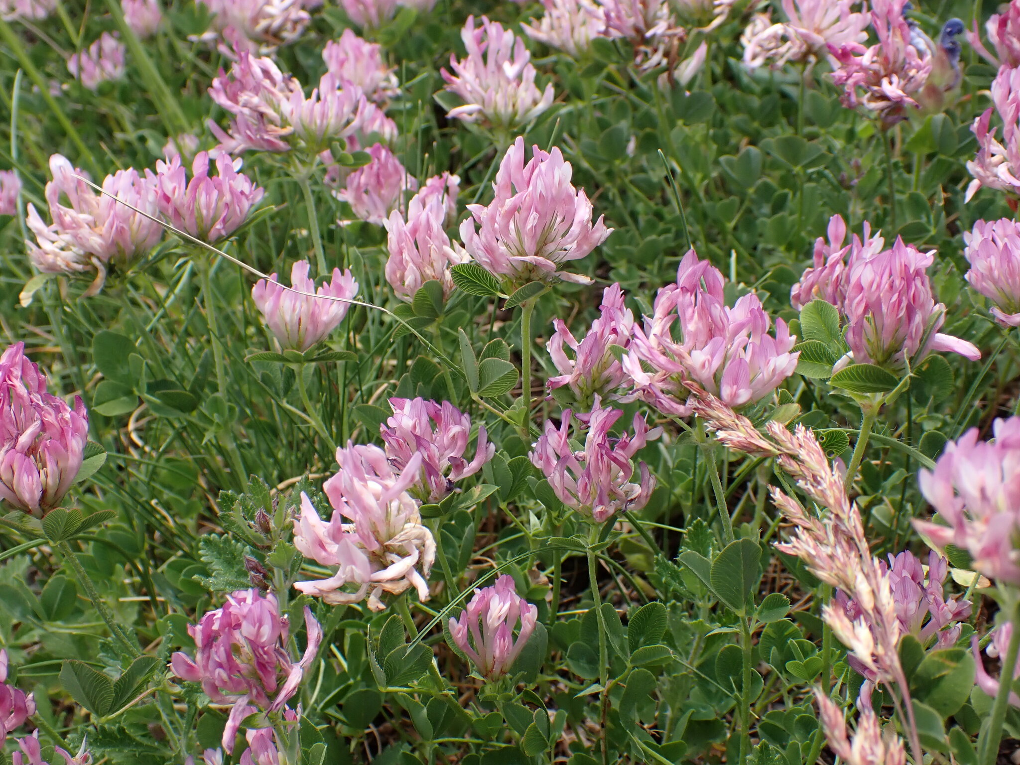 Trifolium heldreichianum