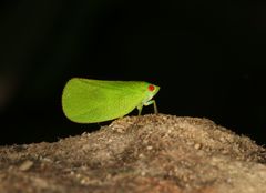 Acanaloniidae