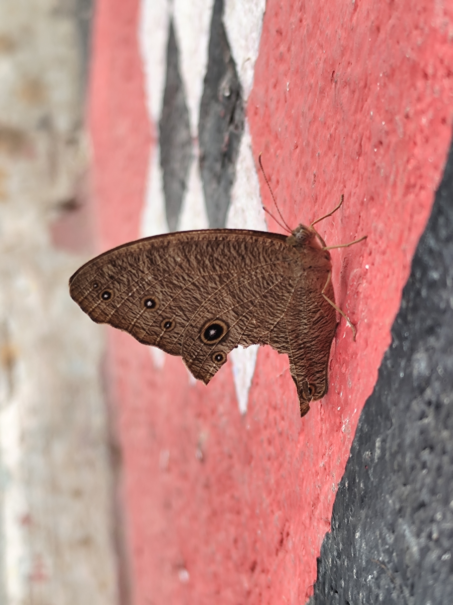 Common Evening Brown