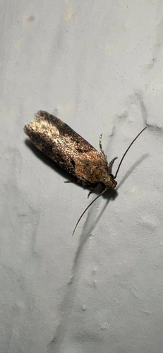 Black-smudged Chionodes Moth photo 3