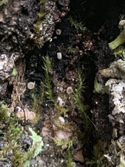 Lasiobelonium variegatum