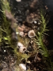 Lasiobelonium variegatum
