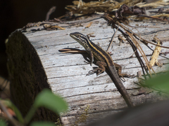 Schroeder's Tree Iguana photo 2