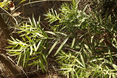 Afrocarpus gracilior