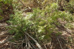 Afrocarpus gracilior