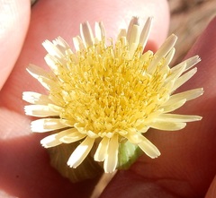 Lactuca ludoviciana