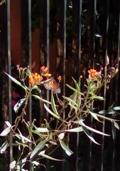 Danaus plexippus
