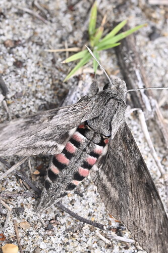 Convolvulus Hawkmoth photo 3