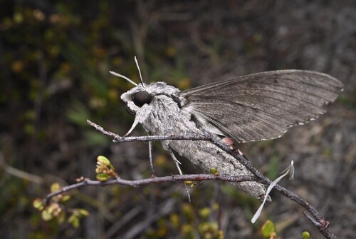Photo of Convolvulus Hawkmoth (Agrius convolvuli)