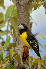Mycerobas melanozanthos