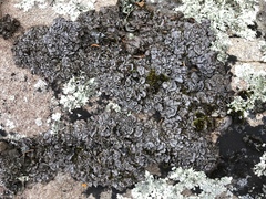 Dermatocarpon intestiniforme