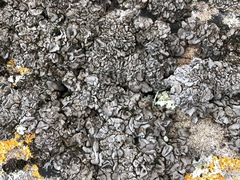 Dermatocarpon intestiniforme