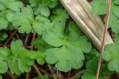 Ellisiophyllum pinnatum