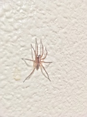 Araneae