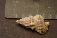 Cerithium echinatum