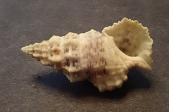 Cerithium echinatum